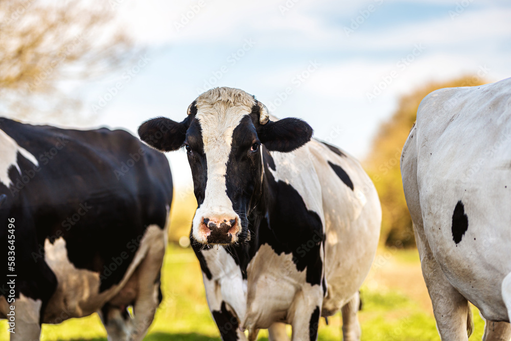 herd of black and white dairy cows grazing in the field. Friesian cow in the field. farm animals. cattle. herd of black and white dairy cows grazing in the field. Friesian cow in the field. farm animals. cattle.