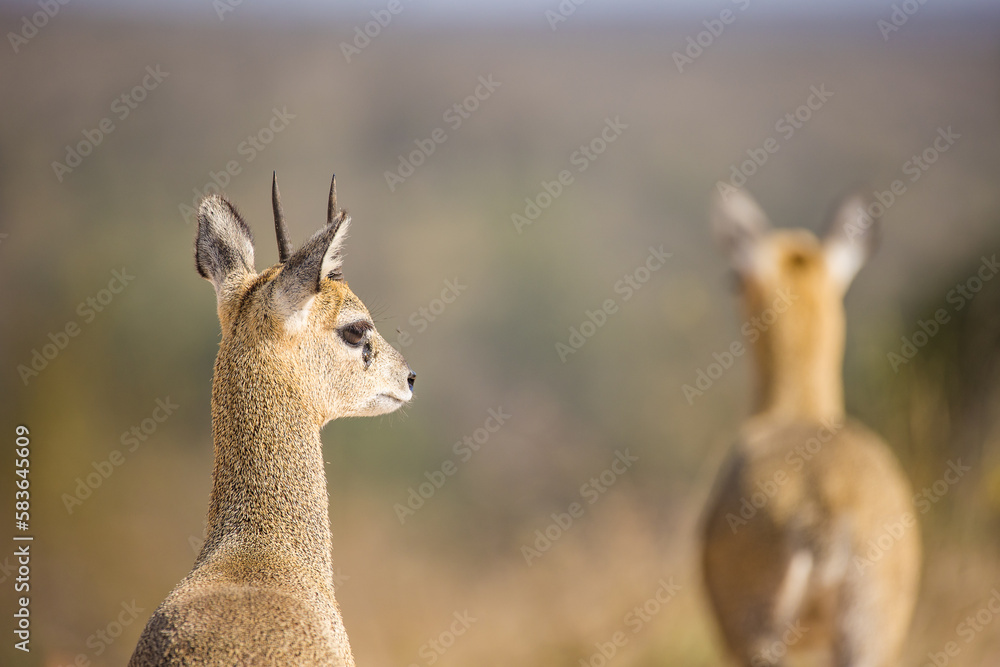 Close up image of Klipspringer in the Greater Kruger park in South Africa