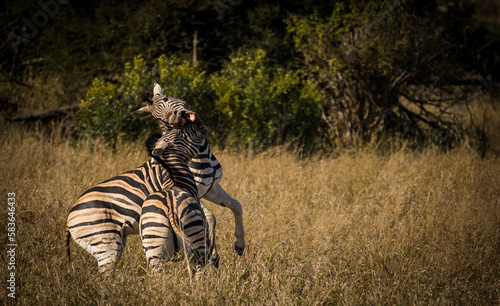 A stunning photo of a Zebra grazing in its natural habitat. Witness nature s wonders  and the importance of conservation in protecting endangered species and preserving Africa s biodiversity