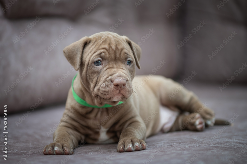 Fototapeta premium Portrait of a young beautiful thoroughbred American Pit Bull Terrier puppy.