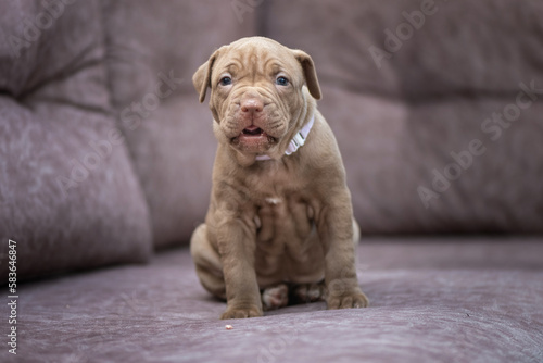 Portrait of a young beautiful thoroughbred American Pit Bull Terrier puppy. © shymar27