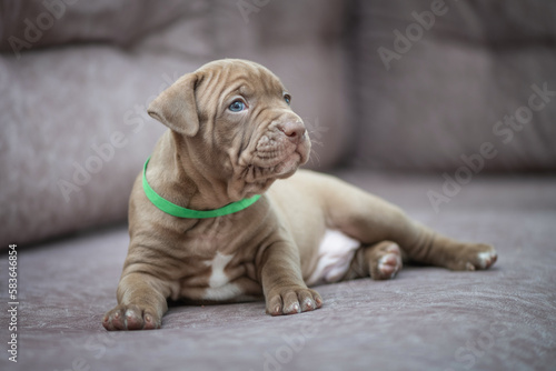 Portrait of a young beautiful thoroughbred American Pit Bull Terrier puppy. © shymar27