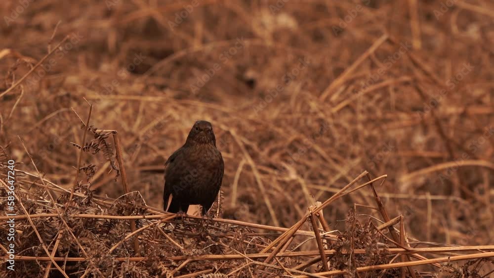 A female common blackbird (Turdus merula) sitting on withered ferns A female common blackbird (Turdus merula) sitting on withered ferns