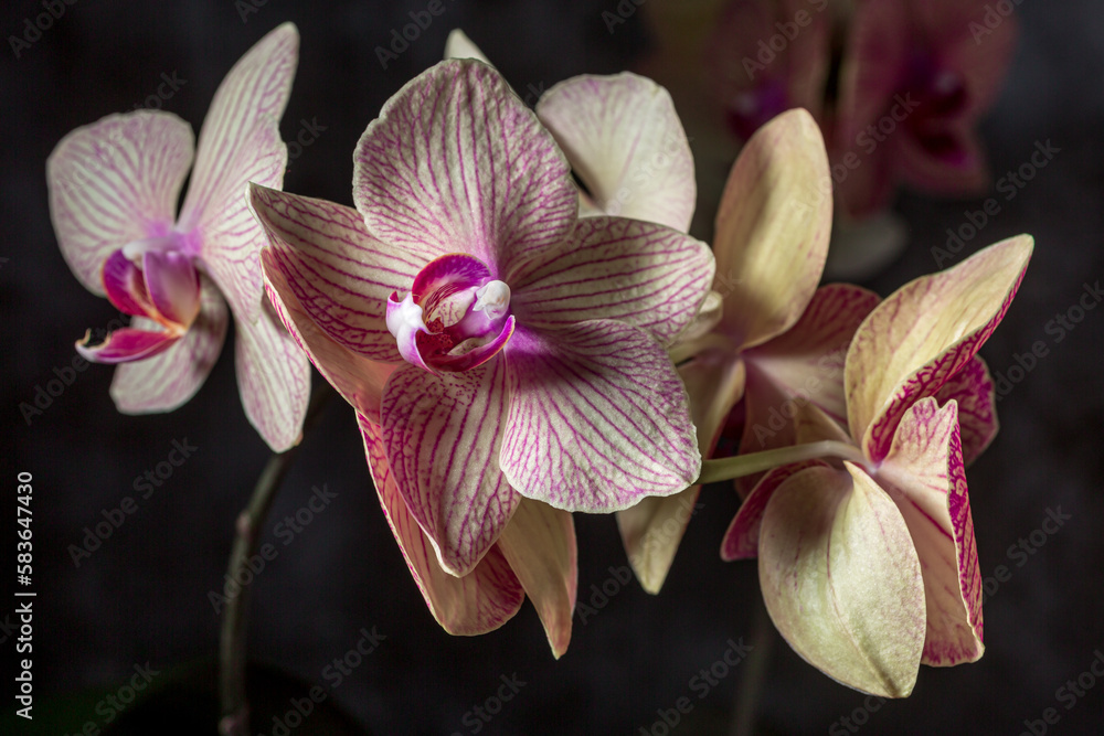 Obraz premium Floral concept. Orchids blossom close up. Orchid flower pink and yellow bloom. Phalaenopsis orchid.Beautiful blooming orchids