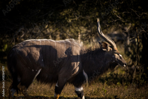 Close up image of a big Nyala bull in the bush in a nature reserve in South Africa
