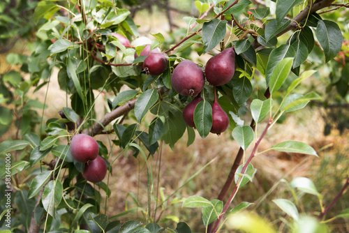 Red appetizing pears grow and ripening on a tree in a beautiful fruit eco garden