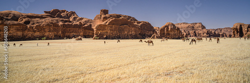 camellos photo