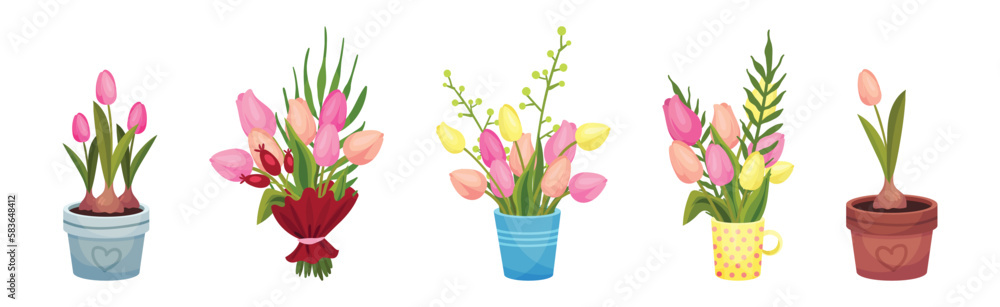Bouquet of Tulip Flowers in Pot and Wrap Vector Set
