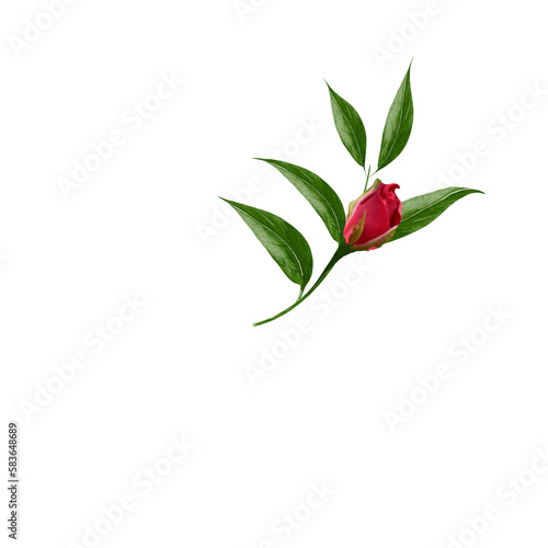 red rose isolated on white background