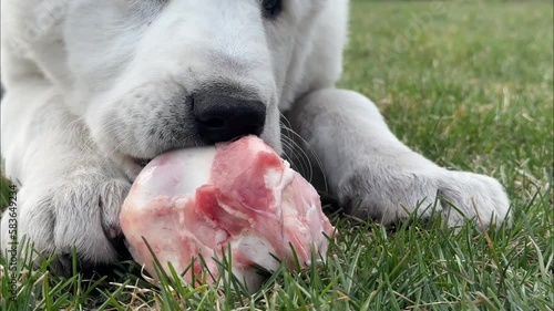 White puppy Alabai gnaws at the epiphysis of the bone outdoors. Dogs Raw Food Diet. Biologically Appropriate Raw Food. photo