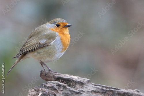A robin a t rest on a rock