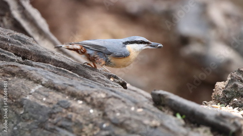 Nuthatch with seeds in his mouth resting on an old tree