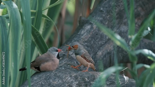 Zebra finches bird and long-tailed finch is on a tree among grass. 