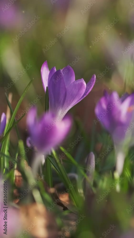 Springtime close-up view of violet crocuses. Soft selective focus of flowering crocus flowers, fairy lights. Vertical video Springtime close-up view of violet crocuses. Soft selective focus of flowering crocus flowers, fairy lights. Vertical video