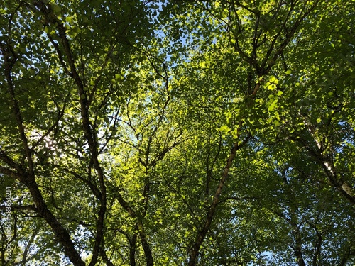 Birch forest canopy background