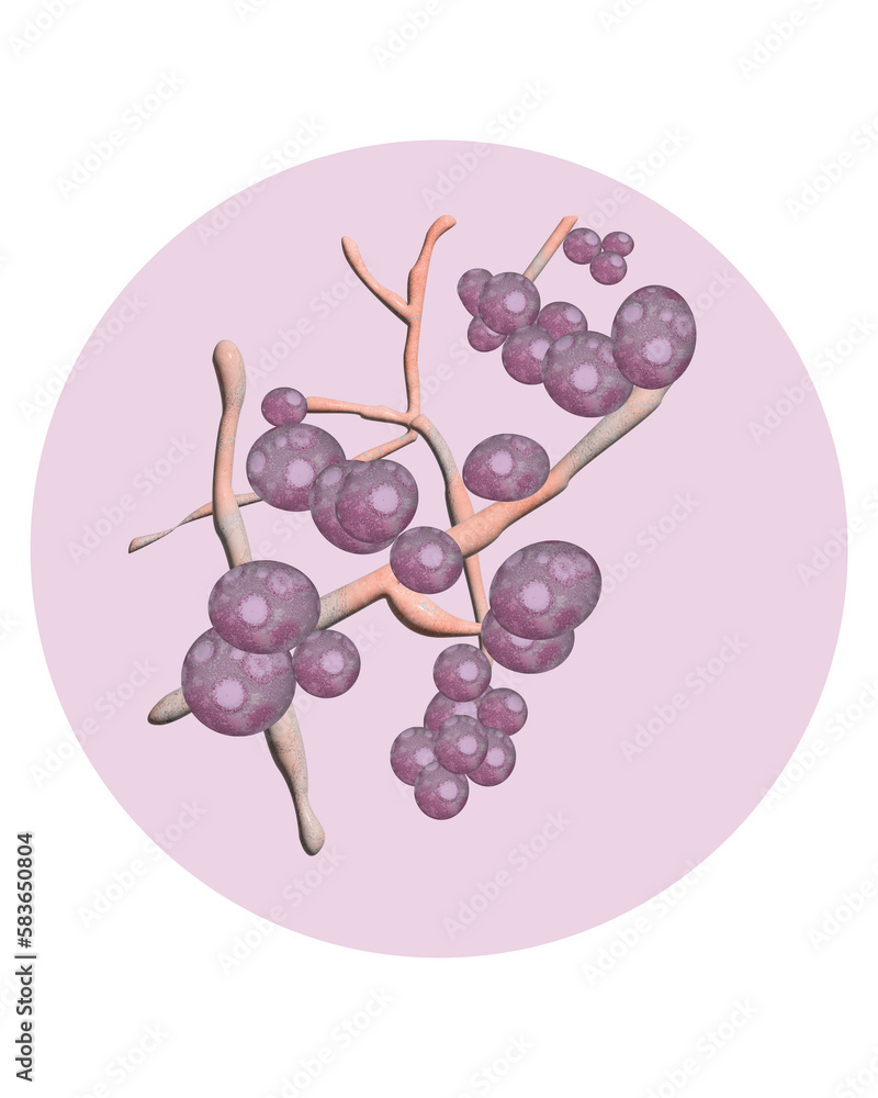 Candida auris fungus. A dangerous drug-resistant