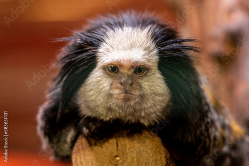 mała małpa z białą głową i sterczącymi włosami