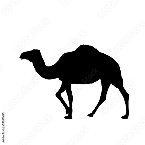 Camel silhouette, dromedary - vector illustration
