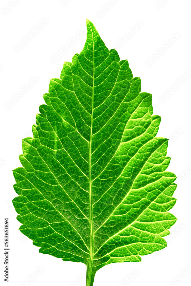 Large dahlia leaf close up. Isolated png with transparency Large dahlia leaf close up. Isolated png with transparency