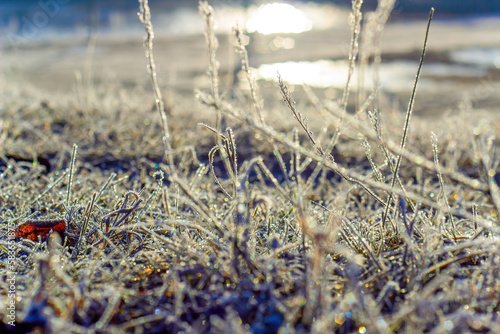 The grass covered with frost in the sunlight