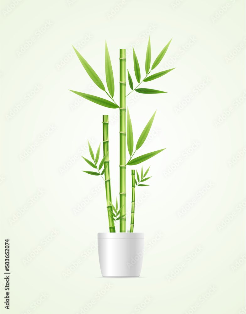 Fototapeta premium Realistic Detailed 3d Bamboo House Plant Pot Isolated on a White Background. Vector illustration of Houseplant Dracaena Sanderiana