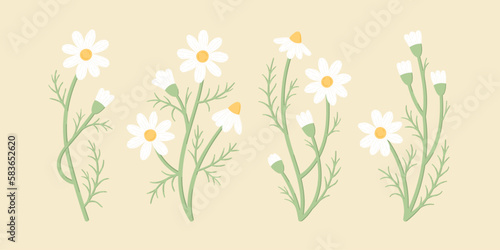 Foto Chamomile or daisy flowers set