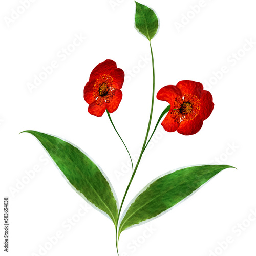 Red flowers isolated on a transparent background. Floral arrangement, bouquet of roses and tulips. Can be used for invitations, greeting, wedding card