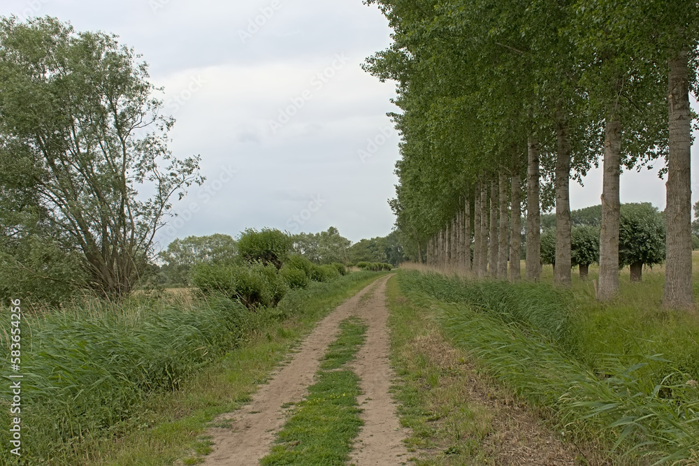 Dirtroad lined with poplar trees through the fields of Beernem, Flanders, Belium 