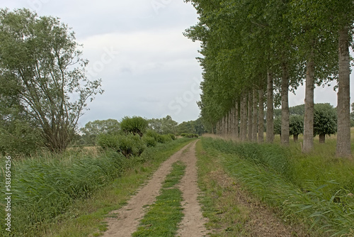 Dirtroad lined with poplar trees through the fields of Beernem, Flanders, Belium  photo