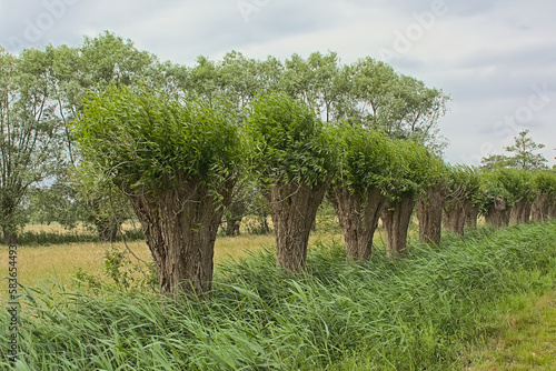Row of pollarded willows in the marshes near Bruges, Flanders, Belgium photo