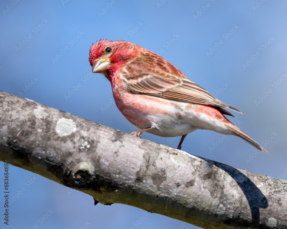 Male Purple Finch on a tree branch. Male Purple Finch on a tree branch.