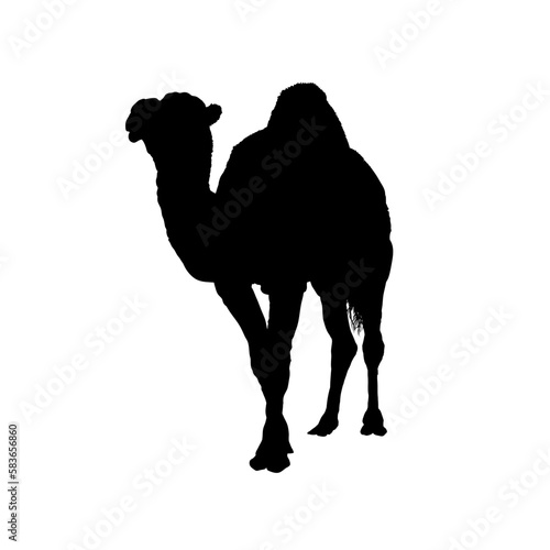 Camel silhouette, dromedary - vector illustration