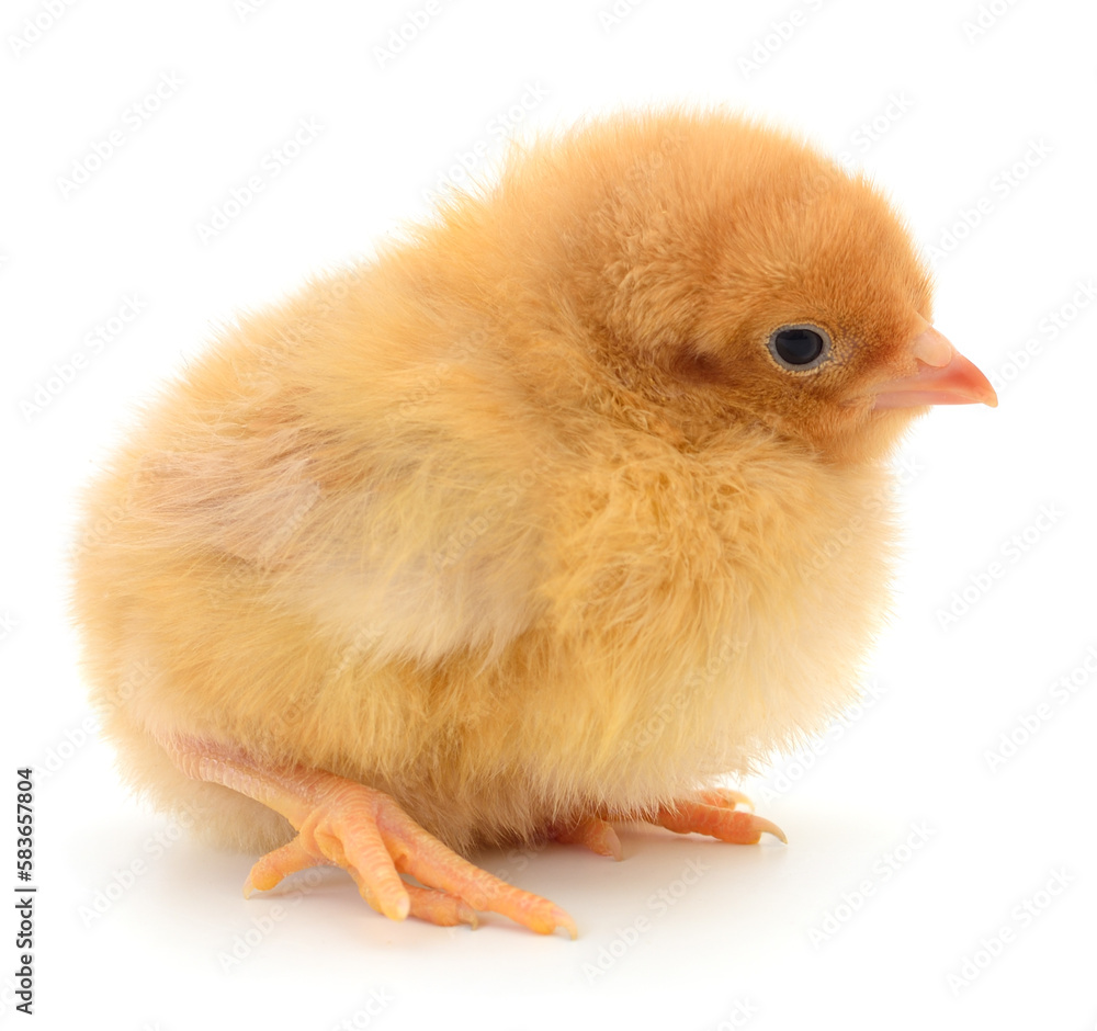 Fototapeta premium Small yellow chicken