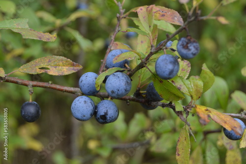 blueberries on a branch