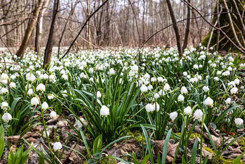 Lovely white and wild Snowflake Leucojum vernum Flowers in a german forest.