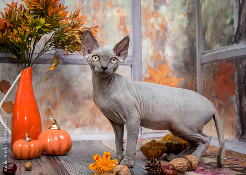 A beautiful cat with big expressive eyes poses for a photo in an autumn location. The breed of the cat is the Sphinx