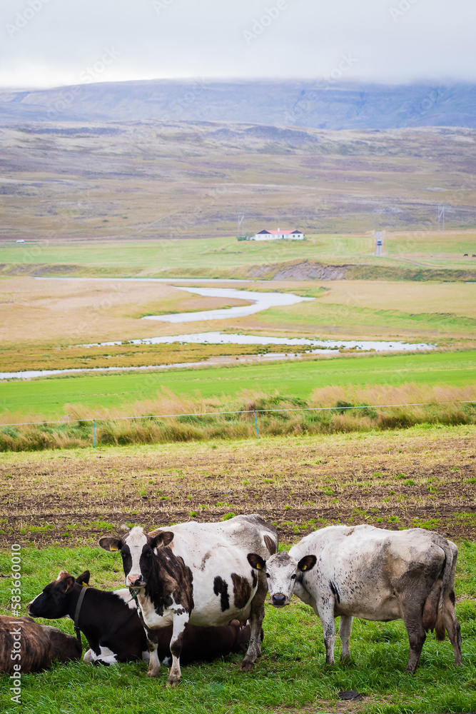 Fototapeta premium Landscape at the ring Road (Iceland)