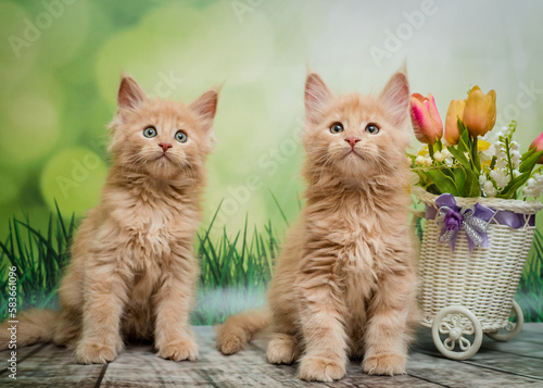 Two cute ginger kittens are sitting near a beautiful basket with flowers. The breed of the cat is the Maine Coon