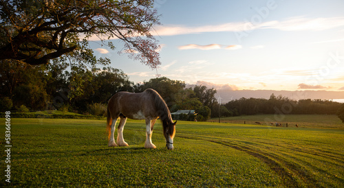 Clydesdale horse eating grass against golden Light sunset in the grazing stables field