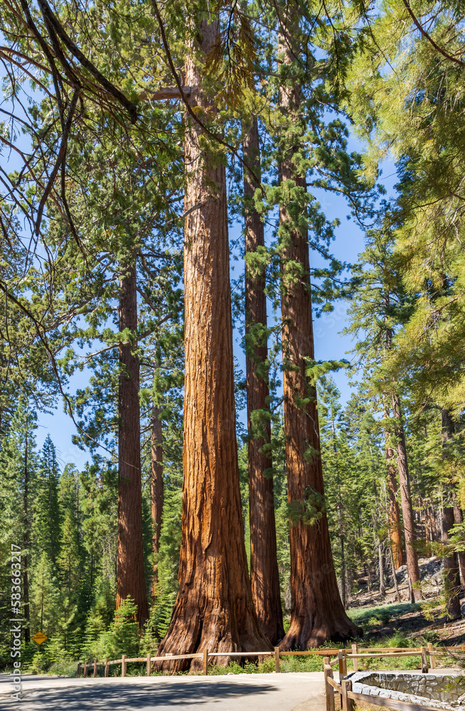 Fototapeta premium The Bachelor and Three Graces in Mariposa Grove of Giant Sequoias, Yosemite National Park, California, USA.