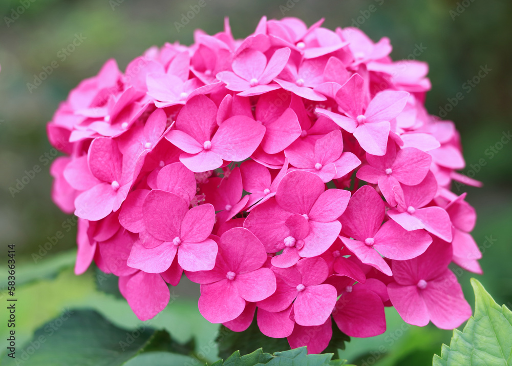 Hydrangea Macrophylla. Blooming Hydrangea close-up in the summer. Lush flowering pink Hortensia and green leaves . Flowering hortensia plant. Blossoming pink flowers in summer garden. Beautiful bush Hydrangea Macrophylla. Blooming Hydrangea close-up in the summer. Lush flowering pink Hortensia and green leaves . Flowering hortensia plant. Blossoming pink flowers in summer garden. Beautiful bush