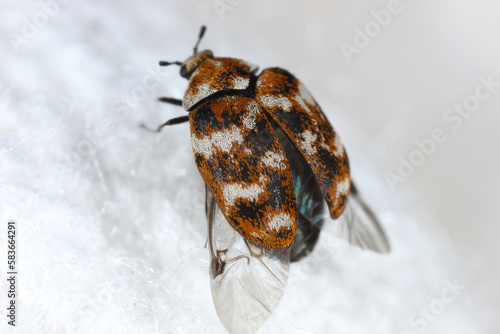 Varied carpet beetle, Anthrenus verbasci. Home and storage pest of natural animal raw materials - leather, wool, hair. Adult, Dermestidae on silk fabric. Ready to fly. photo