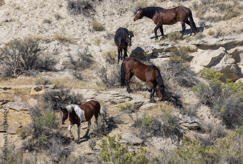 Wild Horses in the Wyoming Desert in Autumn © natureguy