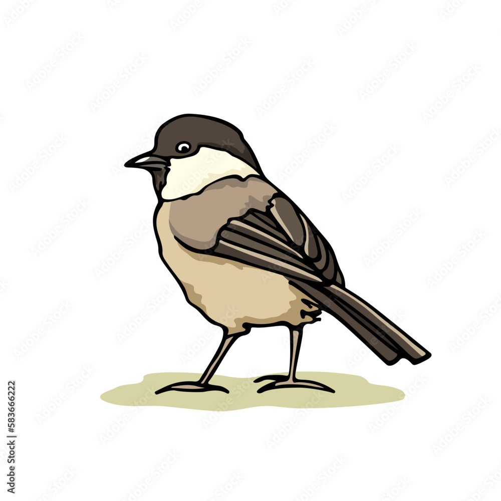 Obraz premium Vector card with hand drawn cute Willow Tit. Ink drawing, beautiful animal design elements. Logo template