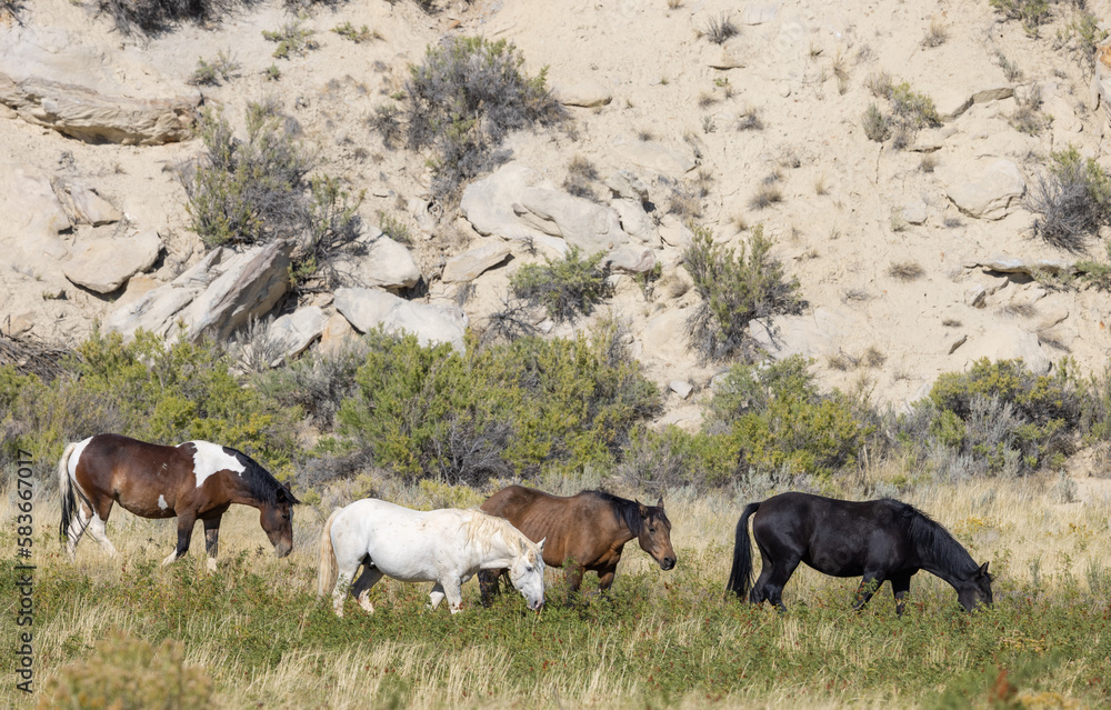 Obraz premium Wild Horses in the Wyoming Desert in Autumn