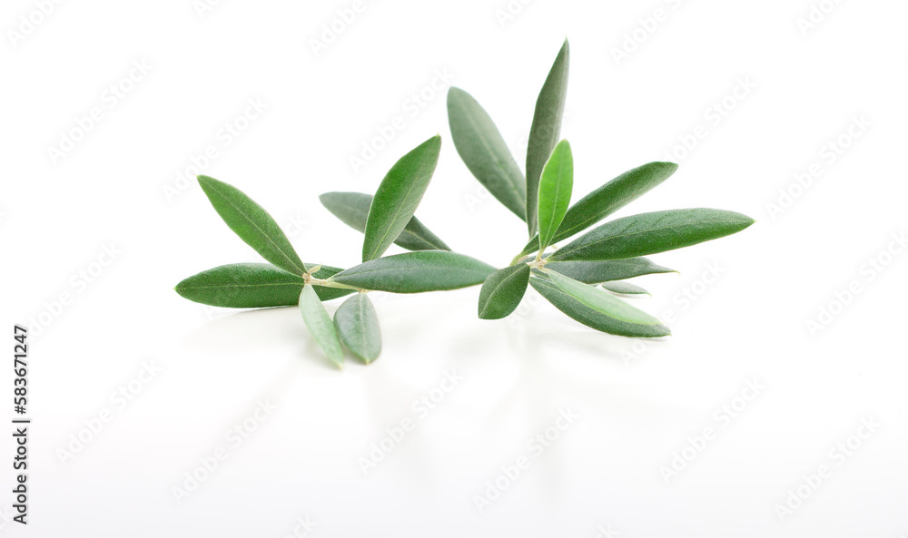 Fresh olive branch leaves isolated on white background
