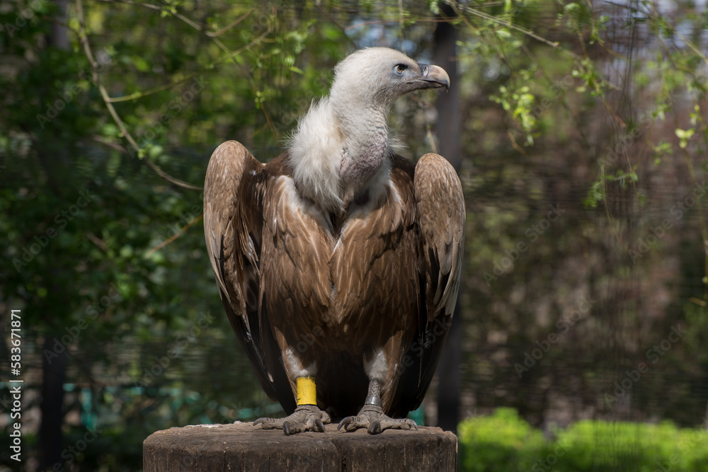 Fototapeta premium Gorgeous Griffon Vulture outdoors in a spring zoo garden. Predator bird close up.