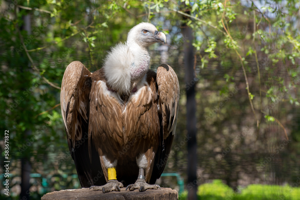 Gorgeous Griffon Vulture outdoors in a spring zoo garden. Predator bird close up. Gorgeous Griffon Vulture outdoors in a spring zoo garden. Predator bird close up.