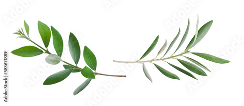 Beautiful fresh olive branch with leaves isolated on white background closeup set