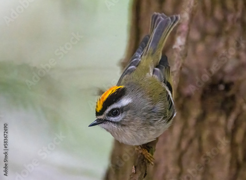 Golden Crowned Kinglet photo